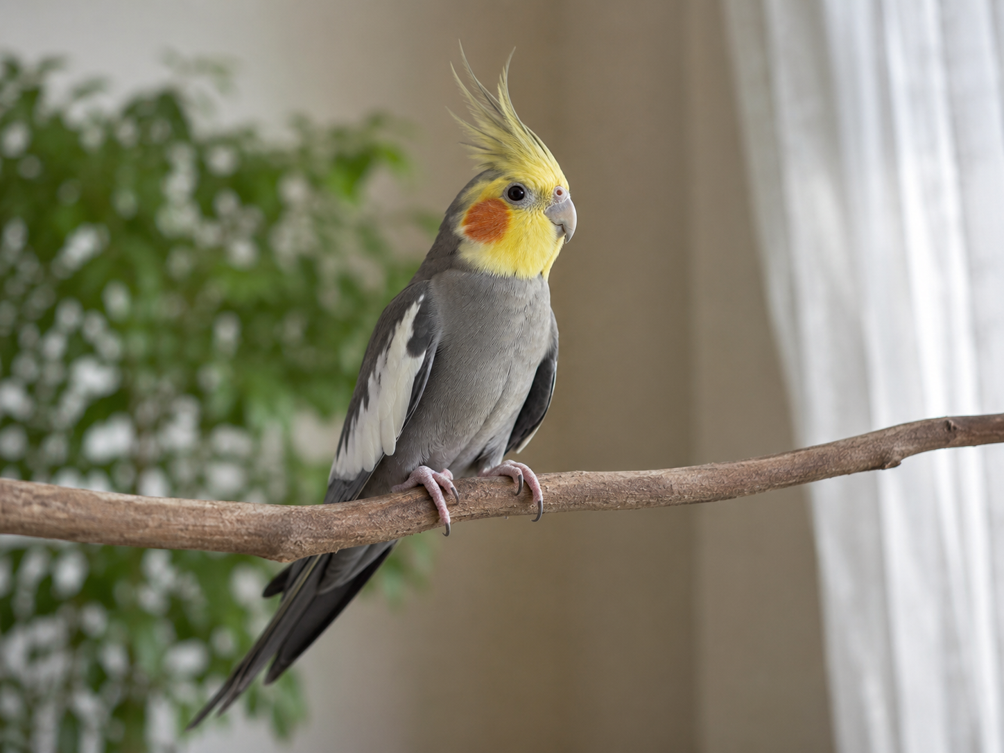 Bird Pain Guides photo