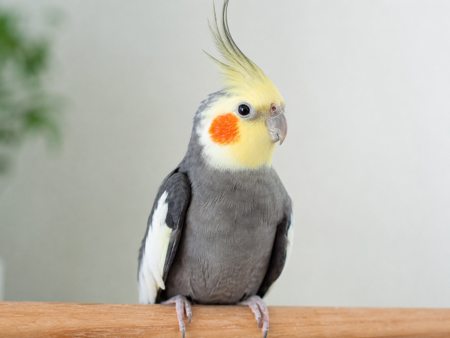 Bird Ear Pain: Signs, Causes, and When to Call a Vet photo