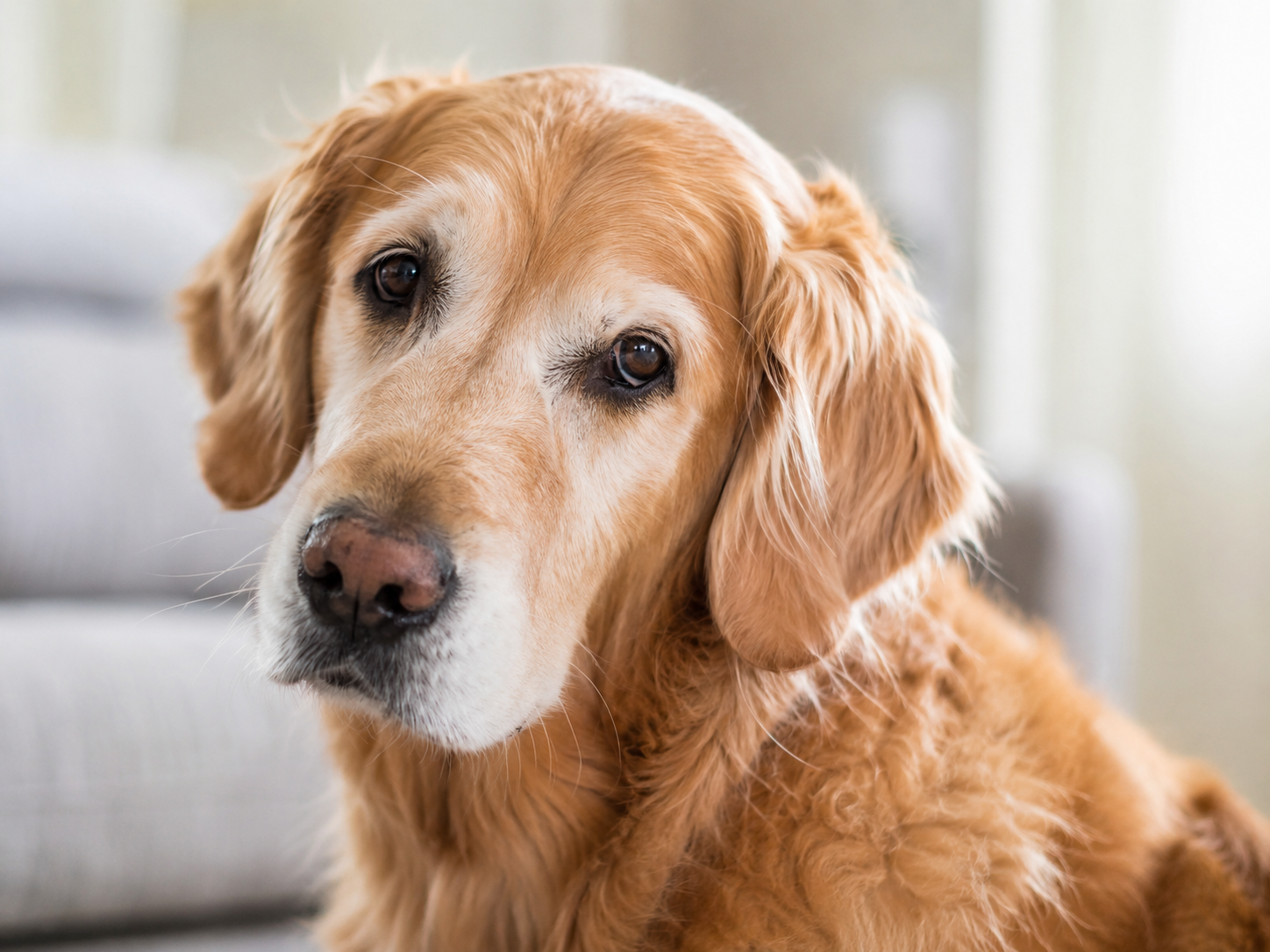 Dog Ear Pain: Signs, Causes, and When to Call a Vet photo