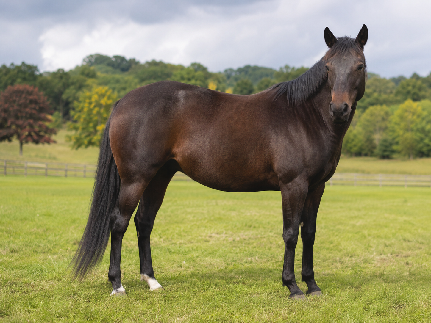 Horse Pain Guides photo