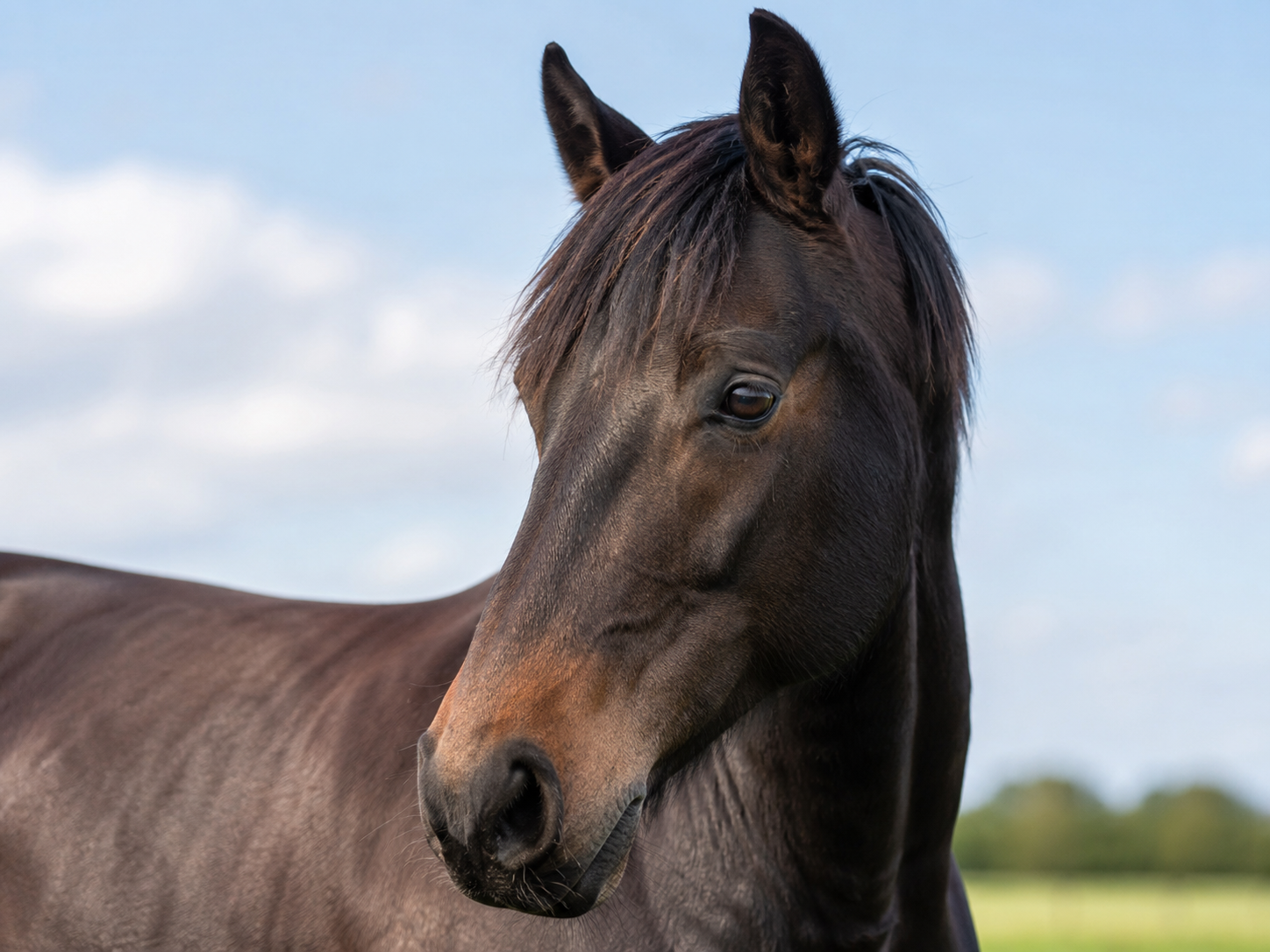 Horse Tooth Pain: Signs, Causes, and When to Call a Vet photo